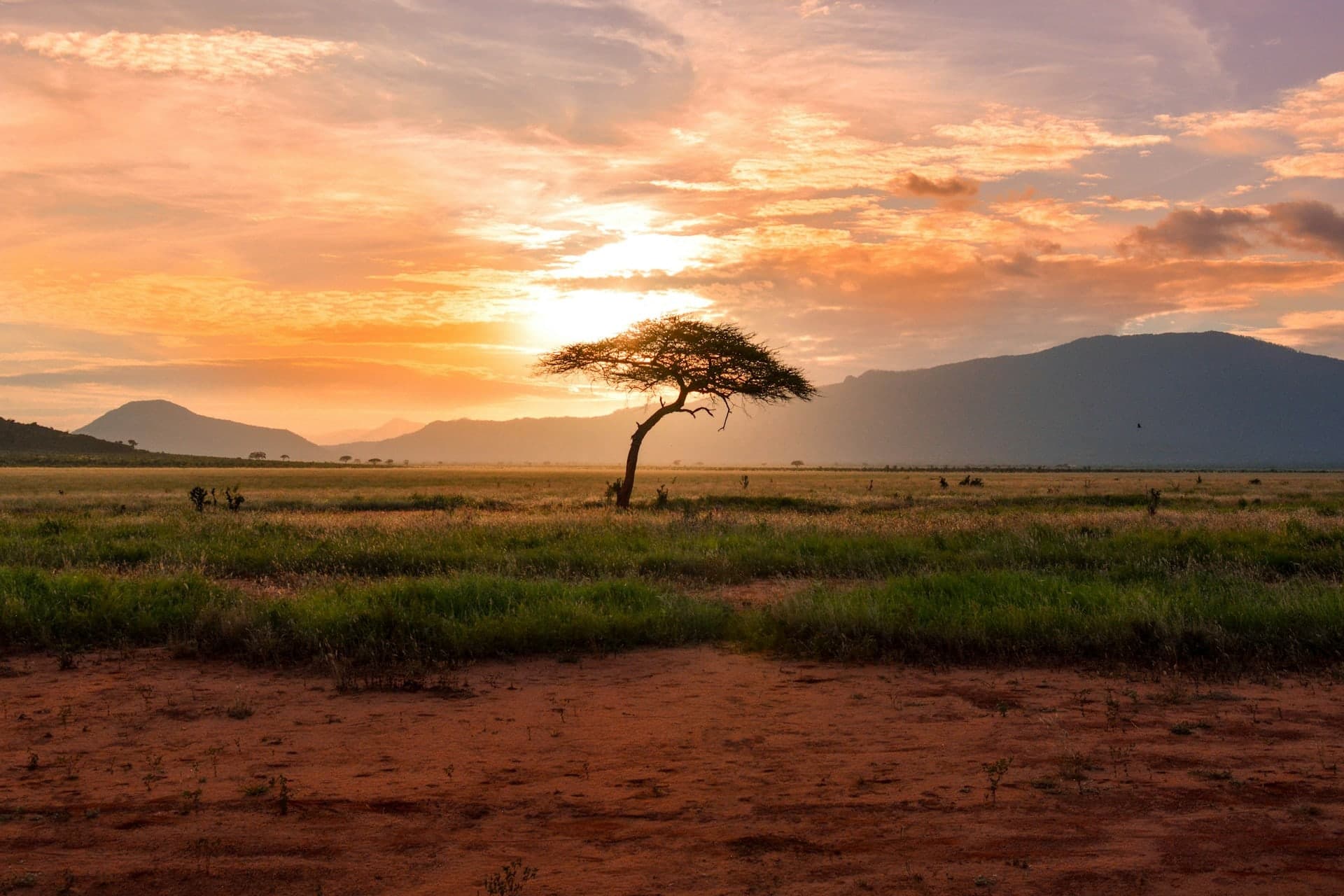 A lone acacia against an orange sky at dusk, hills behind
