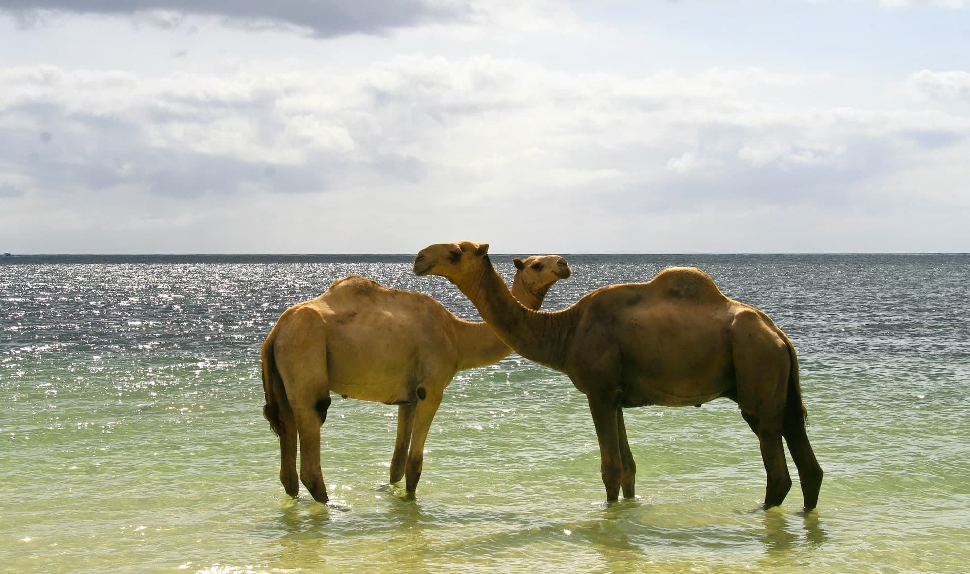 Two camels standing in shallow, clear sea water