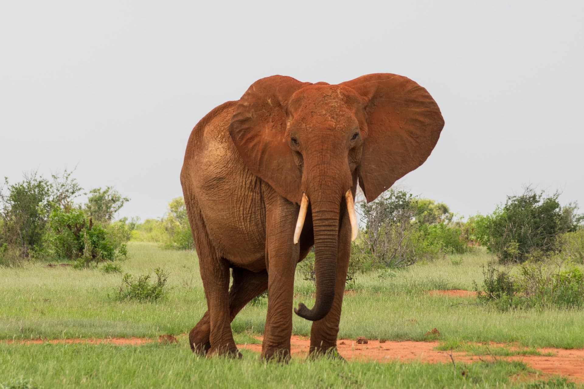 A single elephant coated in red earth walking across green grass